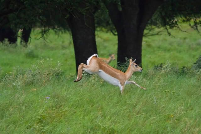 Blackbuck.jpg