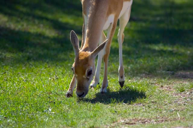 Blackbuck_female.jpg