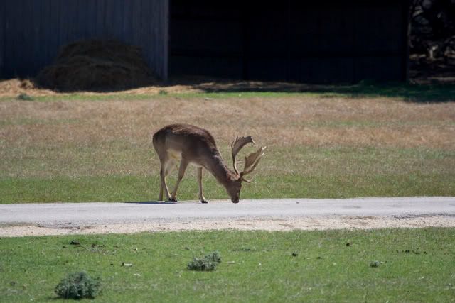 Buck_Fallow_deer.jpg