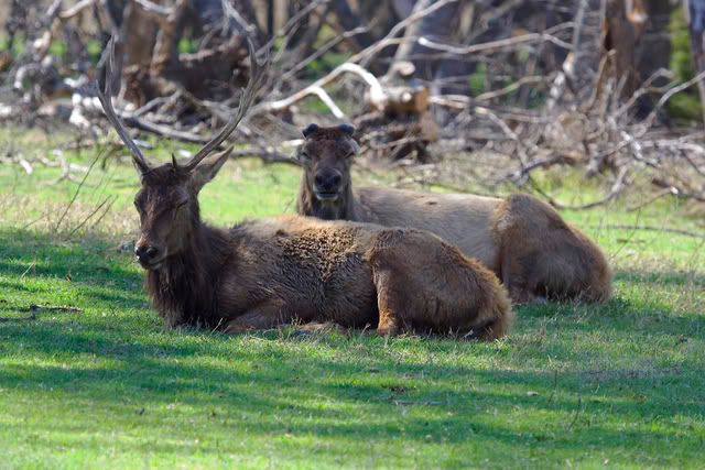 European_Red_Deer.jpg