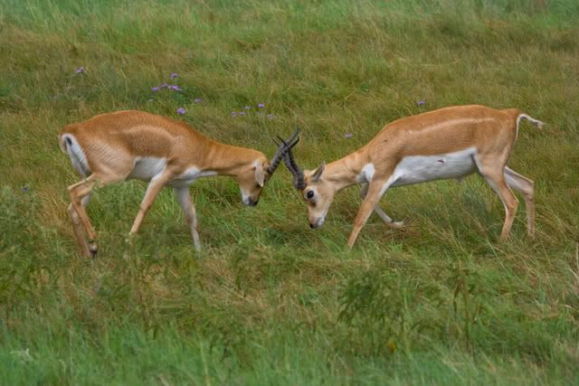 Juvenile_blackbuck_males.jpg