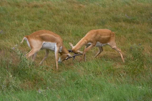 Juvenile_blackbuck_males2.jpg