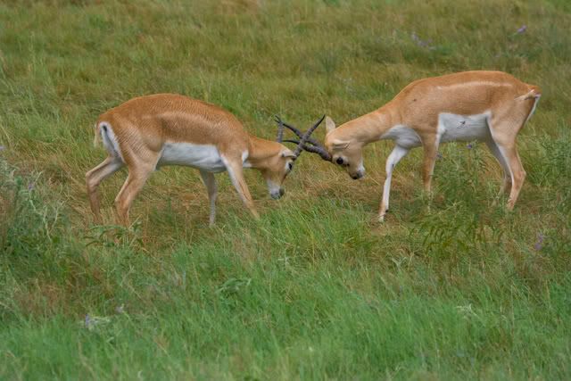 Juvenile_blackbuck_males3.jpg