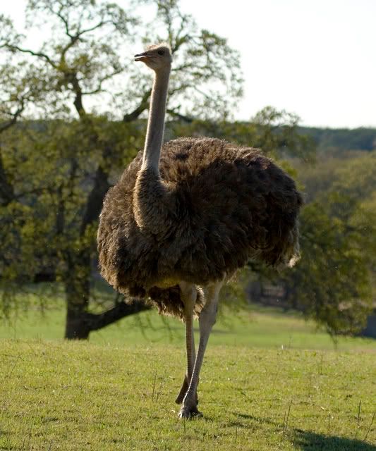 Ostrich2.jpg