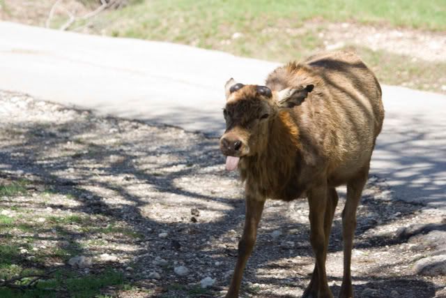 Red_deer_tongue.jpg