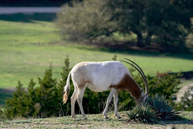 Scimitar_horned_Oryx4.jpg