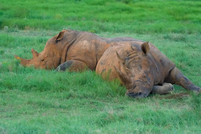 Southern_black_rhino.jpg