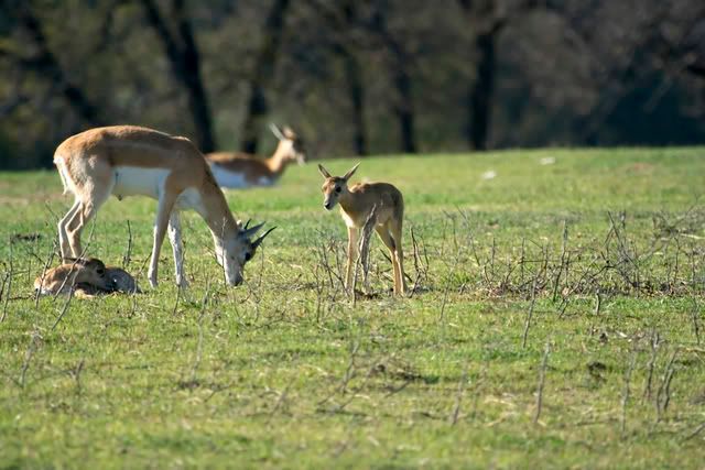 Thomsons_Gazelles_family.jpg