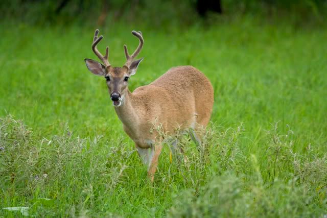 White_tailed_buck.jpg