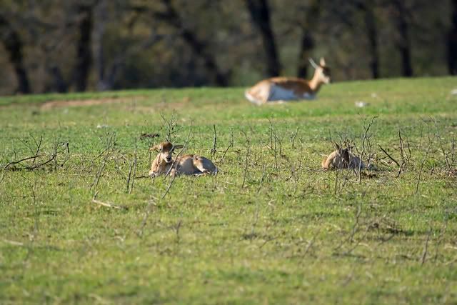 Young_Thomson_gazelles_in_grass.jpg