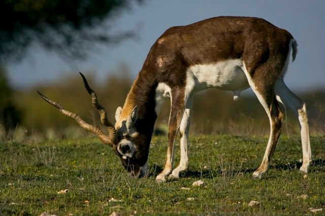 blackbuck_buck2.jpg