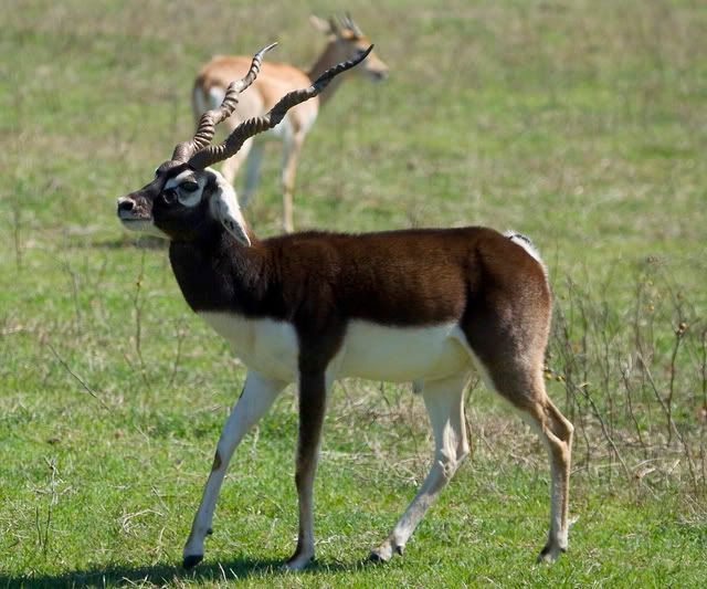 blackbuck_male_cropped.jpg