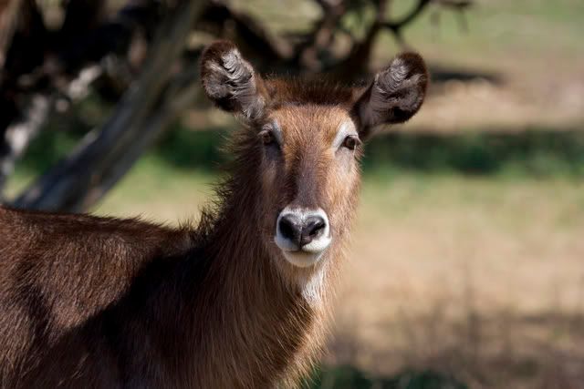 female_waterbuck2.jpg