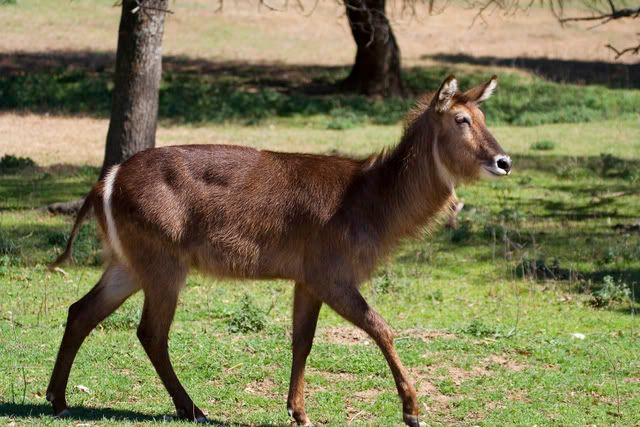 female_waterbuck4.jpg