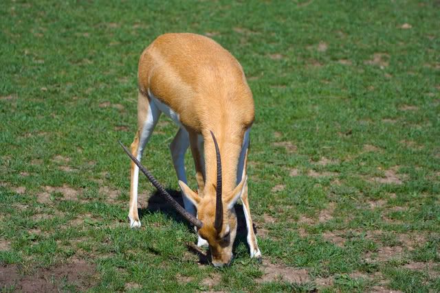 gazelle.jpg