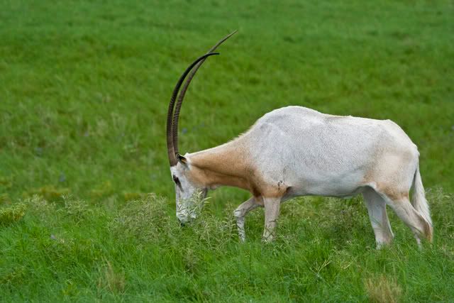 scimitar_horned_oryx.jpg