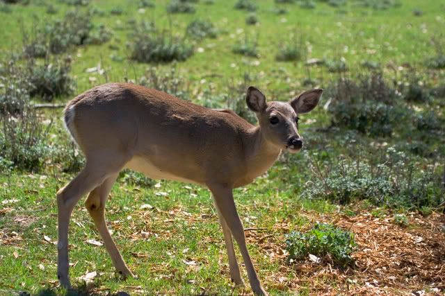 whitetail_startled.jpg