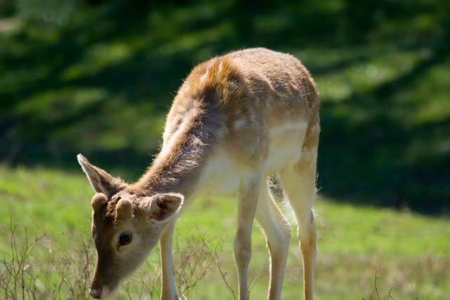 young_axis_or_fallow_deer.jpg