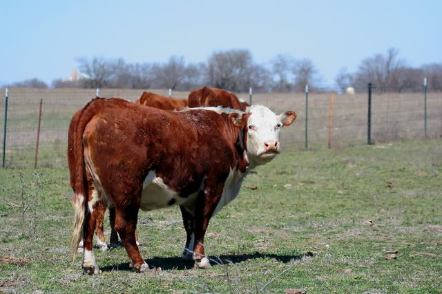 Hereford_cow.jpg