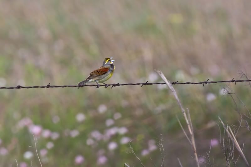 Dickcissel2.jpg