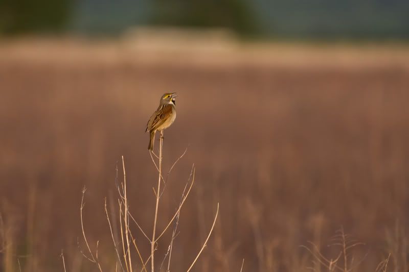 Dickcissel3.jpg