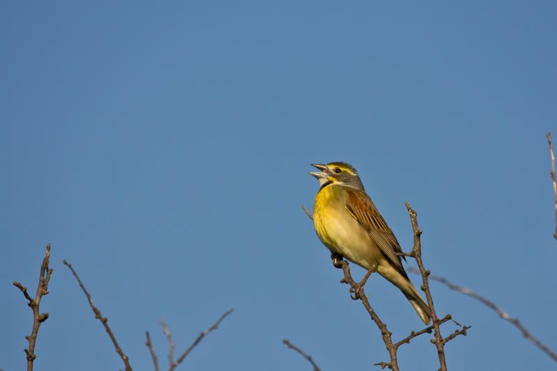 Dickcissel6.jpg