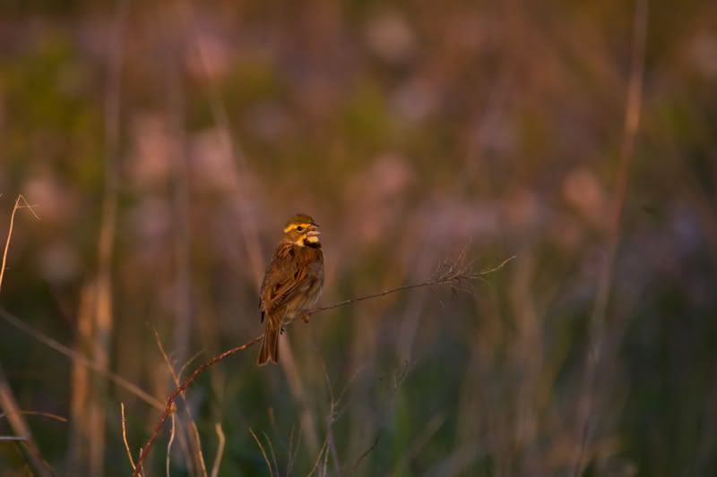 Dickcisselsinging3.jpg