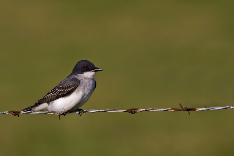 EasternKingbird2.jpg