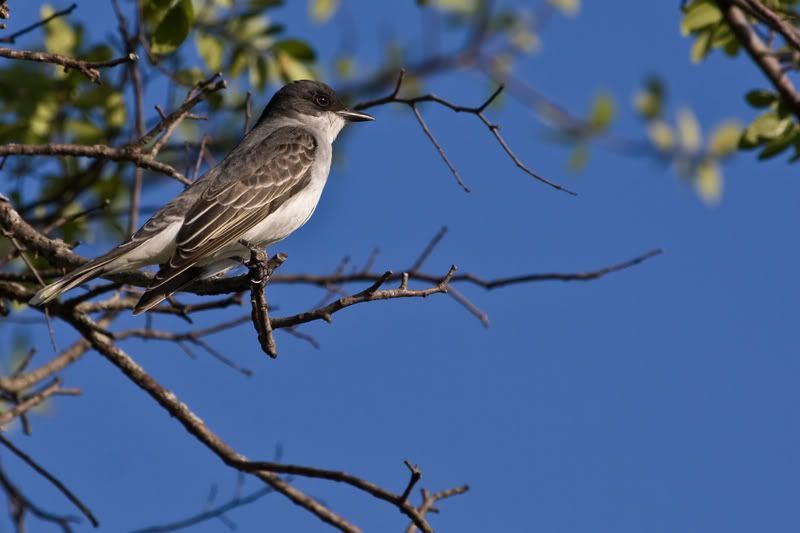 EasternKingbird3.jpg