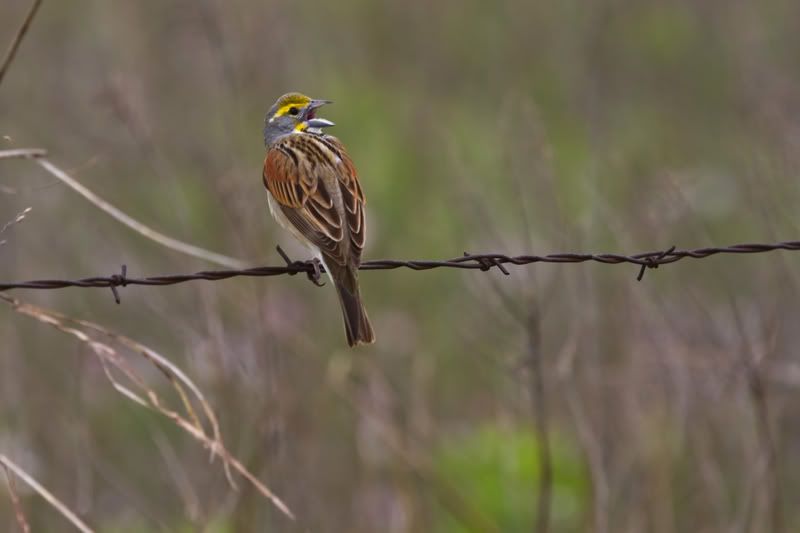 EasternMeadowlark1.jpg