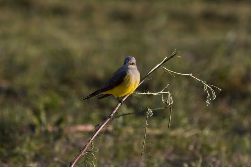 WesternKingbird.jpg