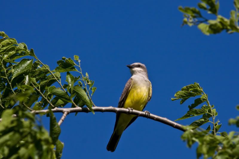 WesternKingbird1.jpg