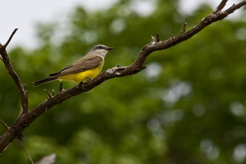 WesternKingbird2.jpg