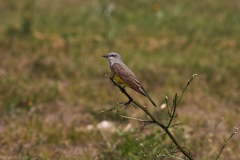 WesternKingbird3-1.jpg