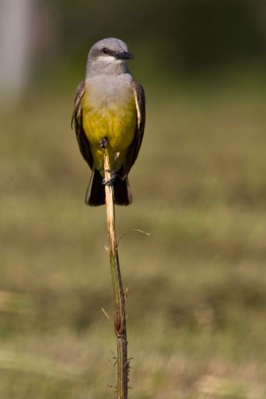 WesternKingbird3.jpg