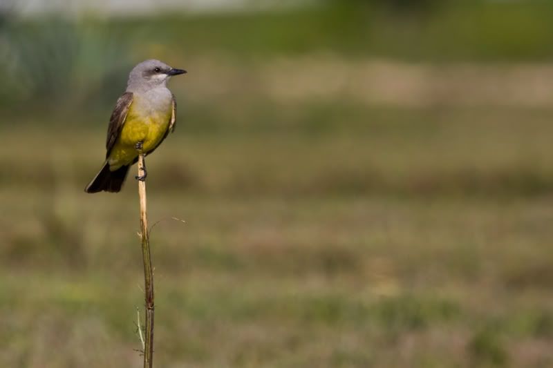 WesternKingbird4.jpg