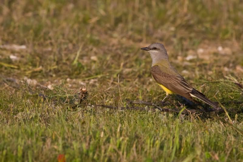 WesternKingbird7.jpg