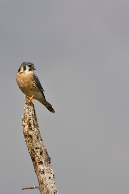 AmericanKestrel1b.jpg