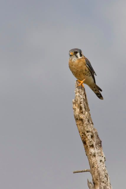 AmericanKestrel4b.jpg