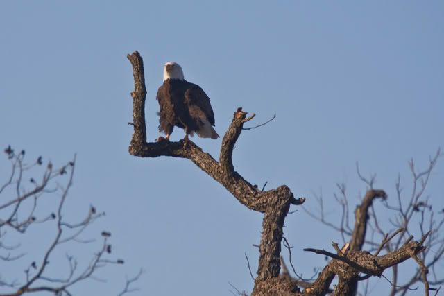 Baldeagleearlymorningperch3.jpg