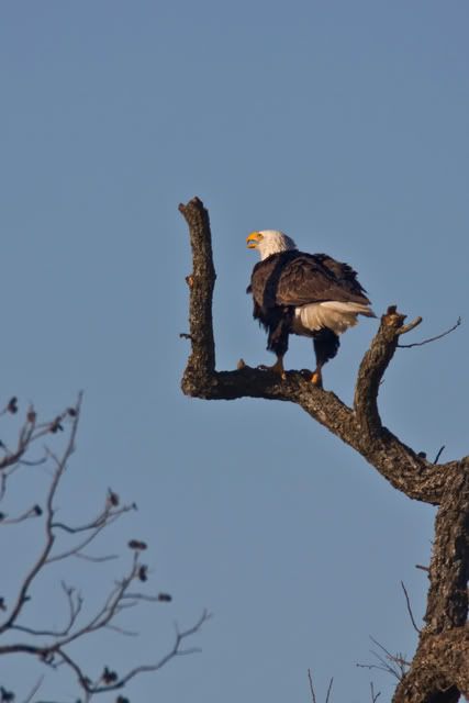 Baldeagleperch.jpg