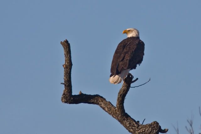 Baldeagleperch4.jpg