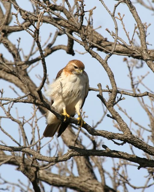 Red_Tail_Perch_11.jpg