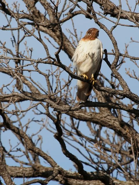 Red_Tail_Perch_12.jpg