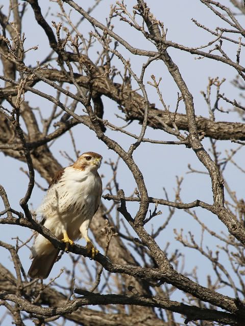 Red_Tail_Perch_13.jpg