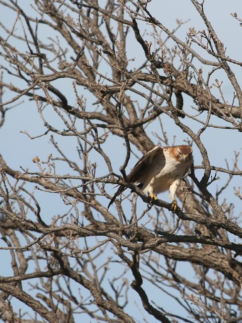 Red_Tail_Perch_15.jpg