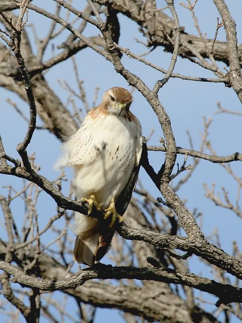 Red_Tail_Perch_16.jpg