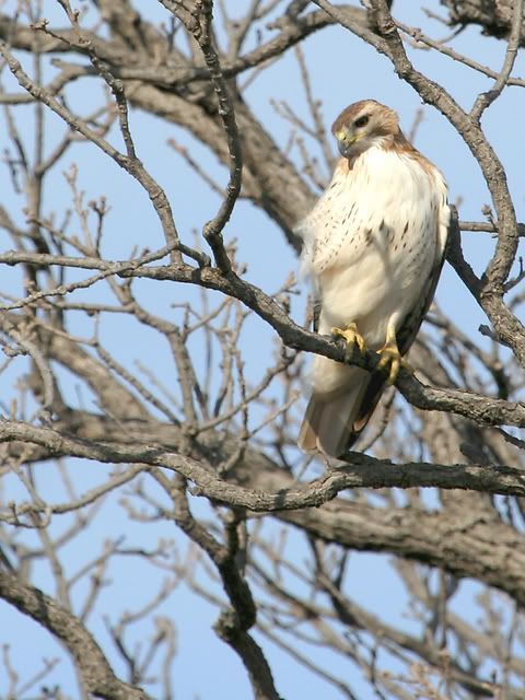 Red_Tail_Perch_17.jpg