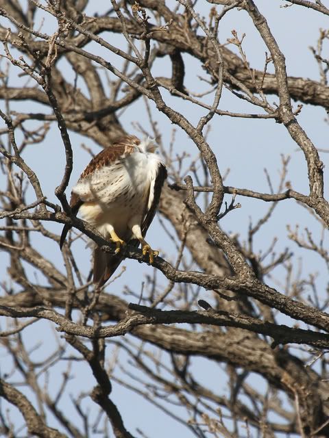 Red_Tail_Perched_14.jpg