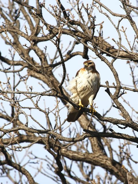 Red_Tail_Perched_17.jpg